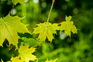 Fototapeta premium Green spring foliage in country