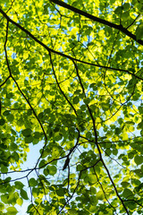 Green spring foliage in country