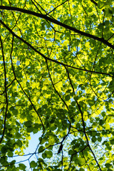 Fototapeta premium Green spring foliage in country