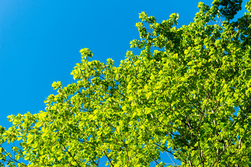 Green spring foliage in country