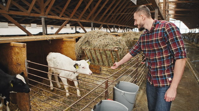 Happy young farmer feeding the calf. RAW video record.
