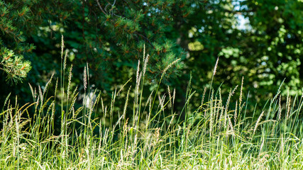 Green spring foliage in forest
