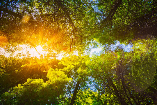 Sun Shining Through Canopy Of Tall Trees Woods. Sunlight In Deci
