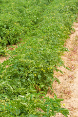 Fototapeta na wymiar growing tomato in ground in field