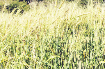 Green barley field with oats on sunset