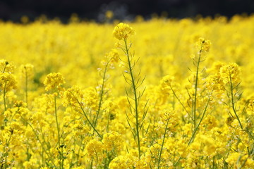 Obraz premium Field mustard