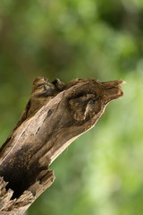 Tronco
Um tronco que lembra um peixe ou uma ave.