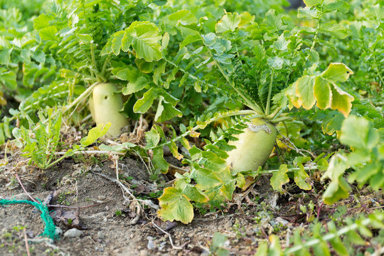 Green Radish field