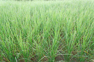 Rice sprouts for pattern