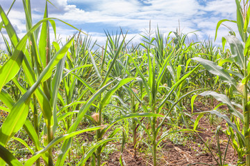 agriculture corn field