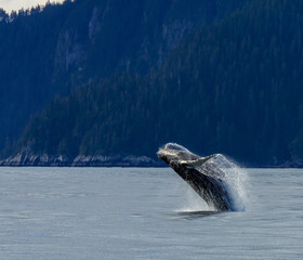 Obraz premium Hampback Whale breaching..