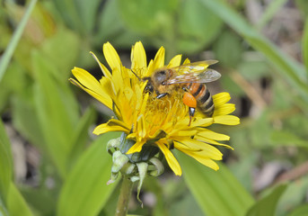 Bee on dandelion 1