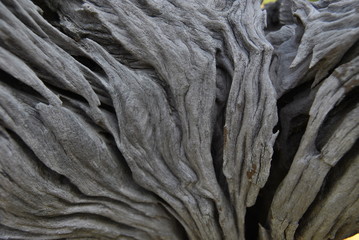 The pattern on the stump dry Caused by natural erosion and the passage of time.