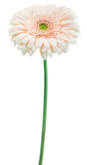 white gerbera on a stalk