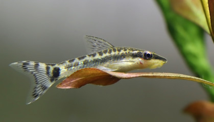 Fototapeta premium Otocinclus