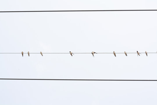 bottom view of birds on wire
