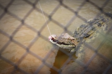 feeding a crocodile
