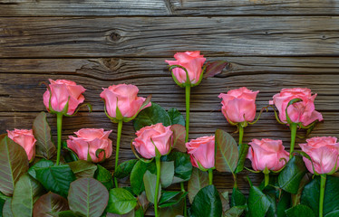 Fototapeta na wymiar Side border of beautiful fresh pink roses