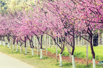 Pink sakura with beautiful road Doi Ang Khang, Chiang Mai , Thai