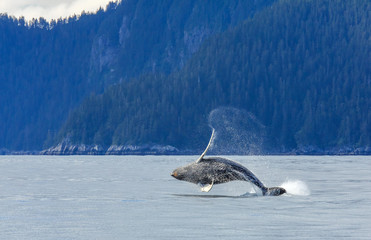 Naklejka premium Hampback Whale breaching..