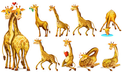 Different positions of giraffes