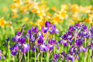 Colorful purple Iris
