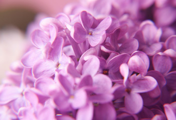 Fototapeta premium lilac flowers