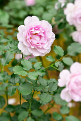 Purple rose