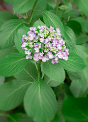 Hydrangea
