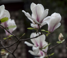 Fototapeta na wymiar magnolia in spring