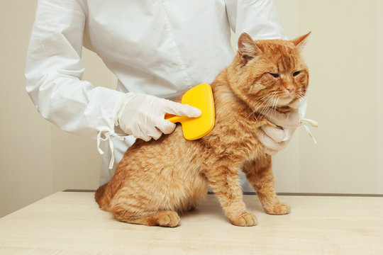 women veterinarian combs red cat