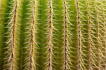 Closeup on the thorns of a golden barrel cactus
