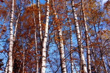 Autumn trees, birch trees with yellow and red leaves, autumn background