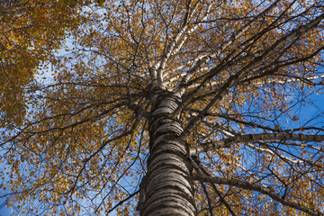 Fototapeta premium Autumn birch tree and blue sky, autumn forest, yellow leaves