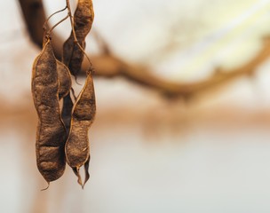 Acacia dried fruit of the setting sun