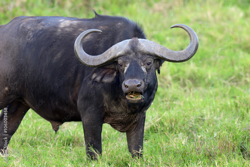 Wall mural Wild African buffalo bull