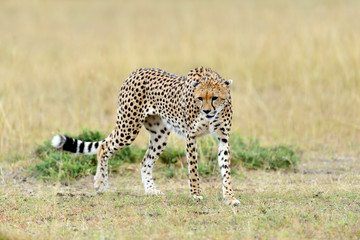 Wild african cheetah
