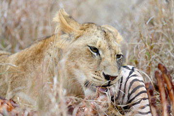 Close lion in National park of Kenya