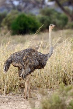 African ostrich (Struthio camelus)
