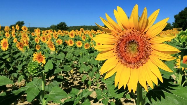 Tournesols en fleurs