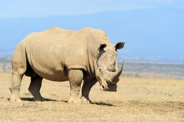 Obraz premium African white rhino