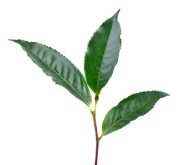 tea  leaves  on  the  white  ground