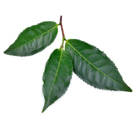 tea  leaves  on  the  white  ground