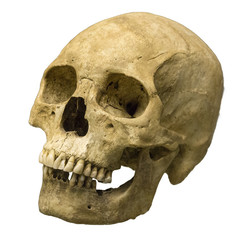Human skull on isolated white background
