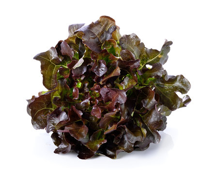 Purple  Lettuce  On White  Ground