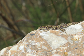 Lézard des murailles