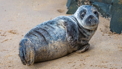 Grey seal pup on the Northumberland coast, England