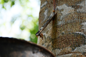 rubber from rubber tree