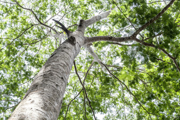 Fototapeta premium green leaves on the tree , nature green wood sunlight background