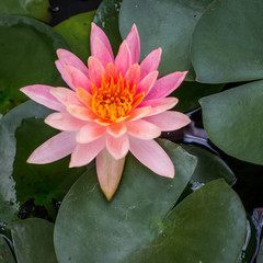 Pink waterlily